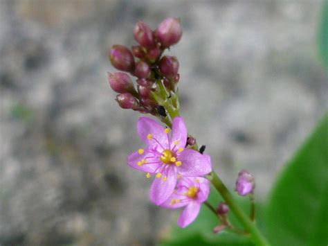 三時花|【植物図鑑】ハゼランの特徴や育て方・花言葉を紹介！栄養たっ。